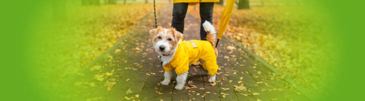 hundebekleidung kategorieeinstiegsbanner